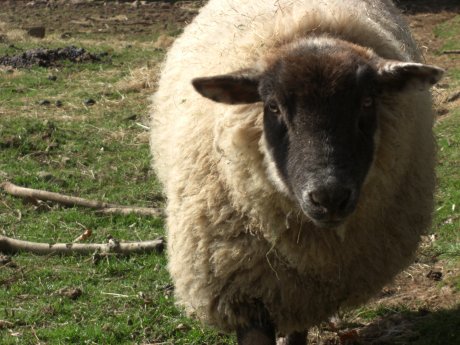 sheep544