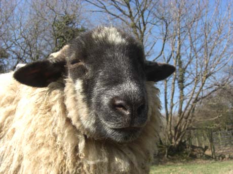 sheep64